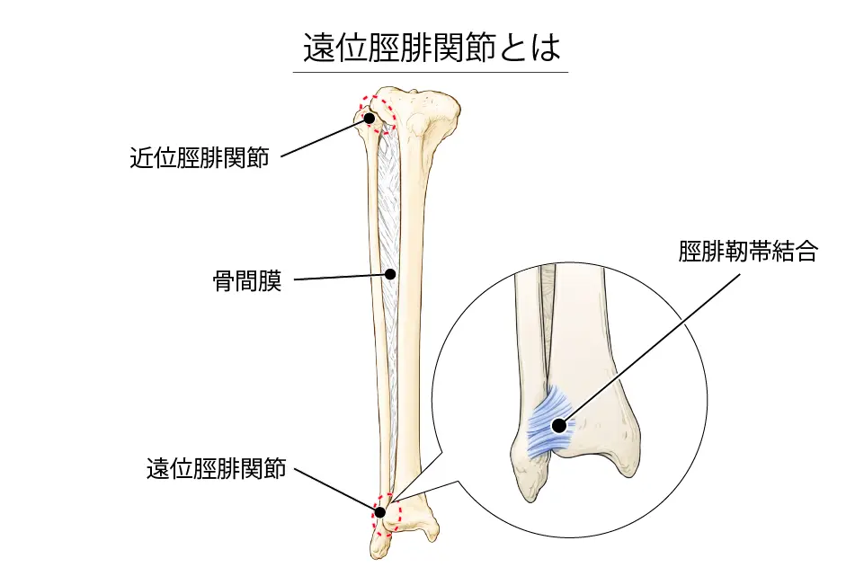 遠位脛腓関節とは