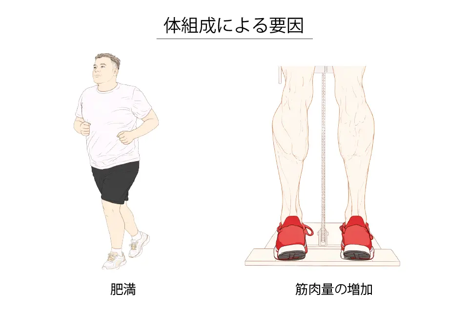 体組成による要因