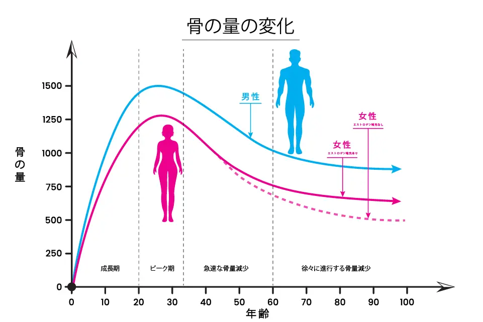 骨の量の変化