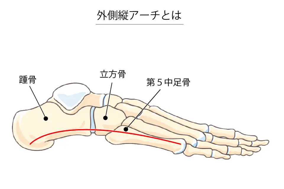外側縦アーチとは