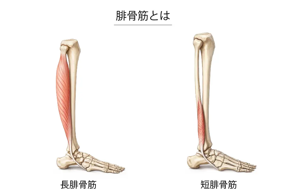 腓骨筋とは