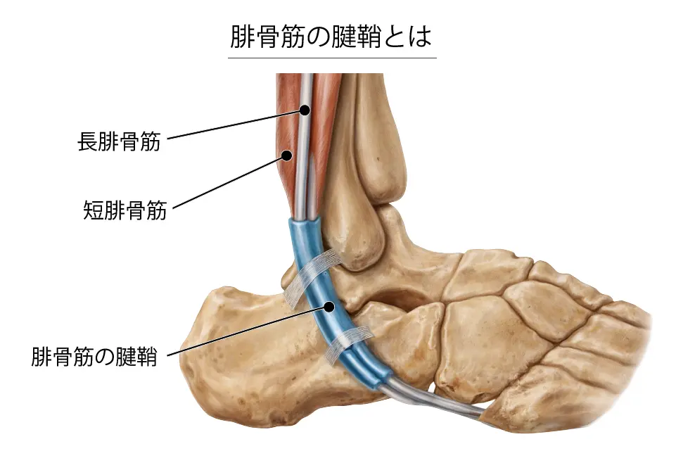 腓骨筋の腱鞘とは