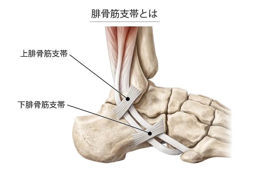 腓骨筋支帯とは