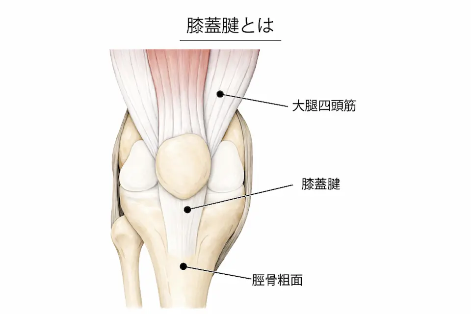 膝蓋腱とは