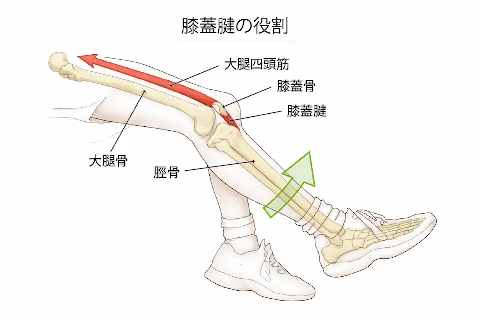 膝蓋腱の役割