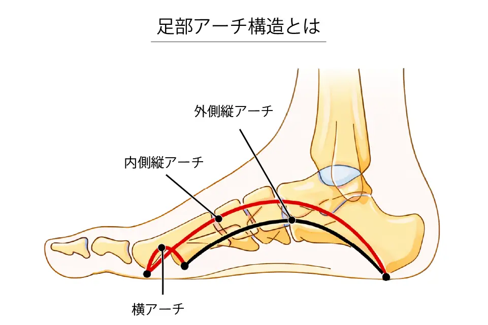 足部アーチ構造