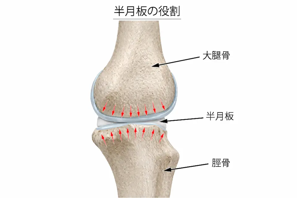 変形性膝関節症（半月板の役割）