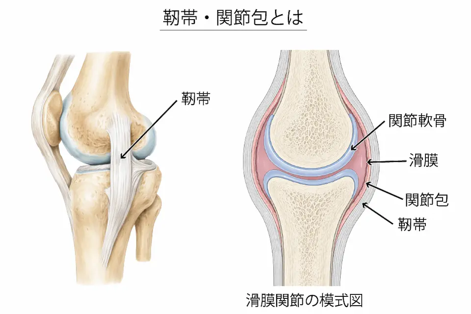 変形性膝関節症（靭帯・関節包）