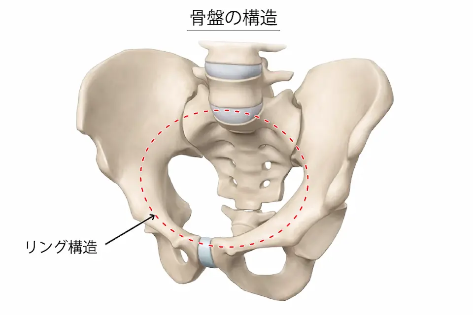 骨盤の構造