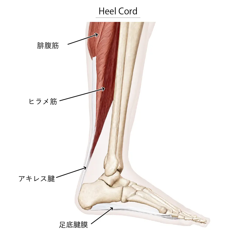 Heel Cord