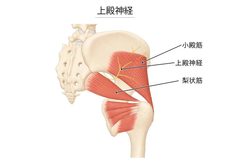 上殿神経