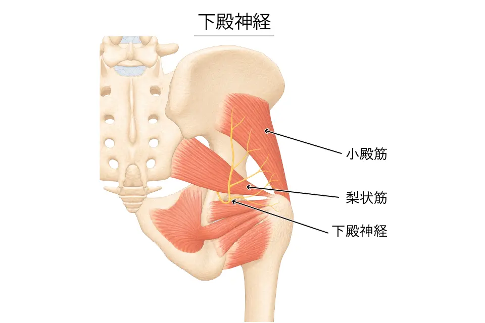 下殿神経