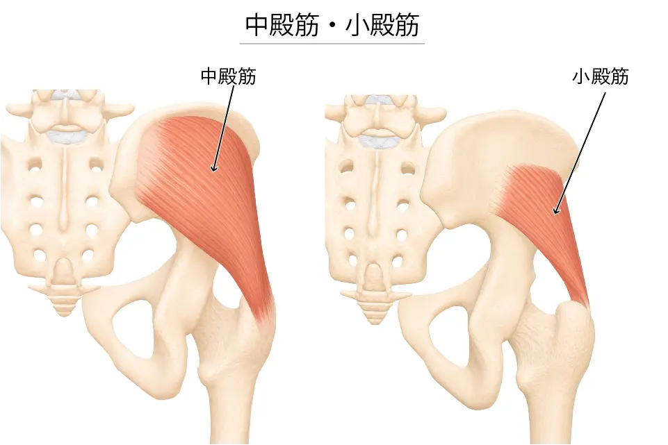 中殿筋・小殿筋