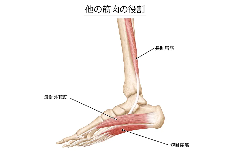 他の筋肉の役割