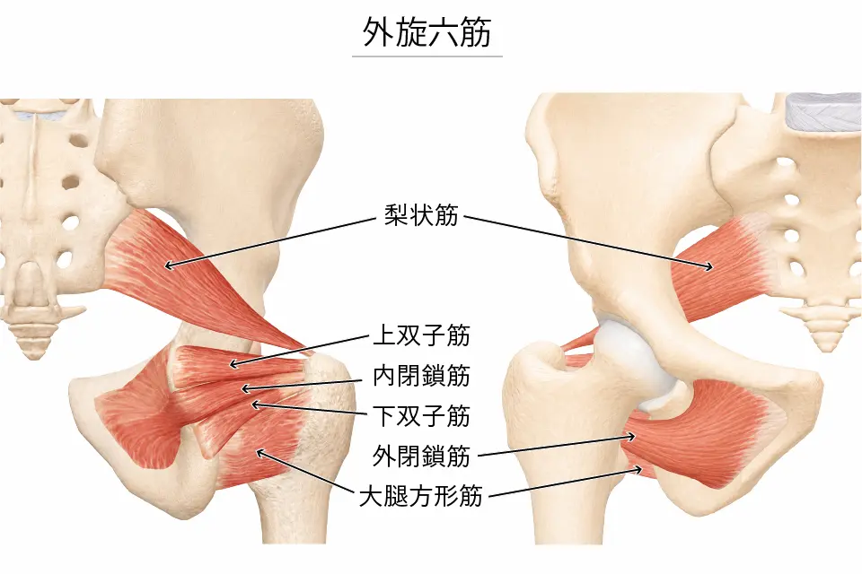 外旋六筋