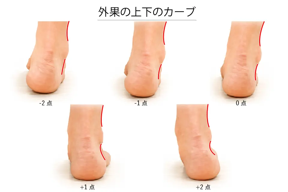 外果の上下のカーブ