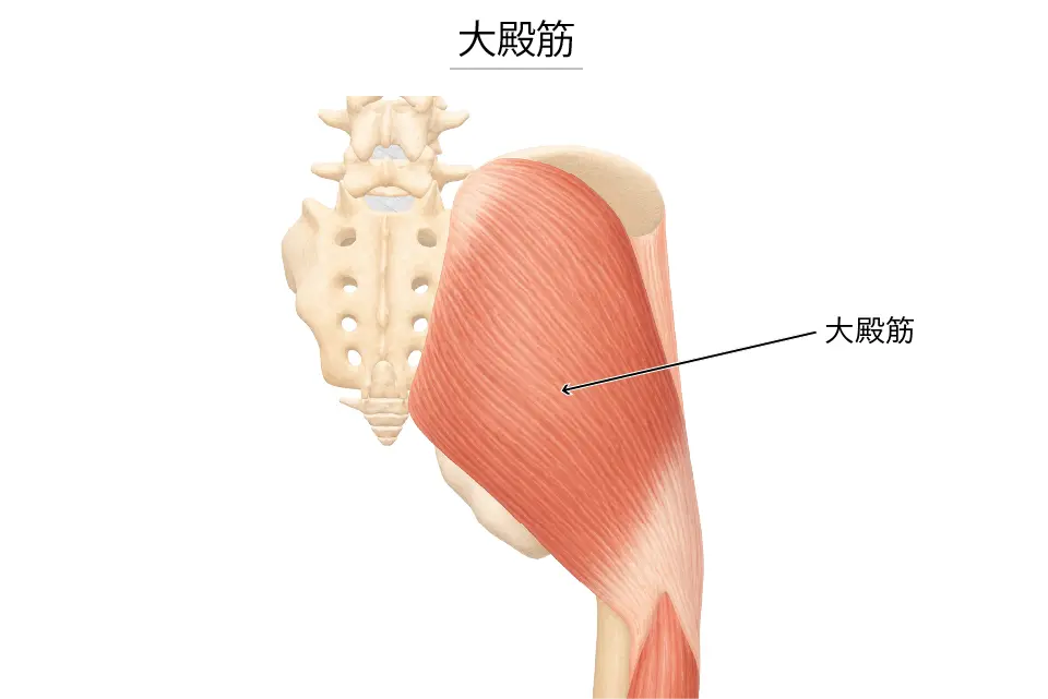大殿筋