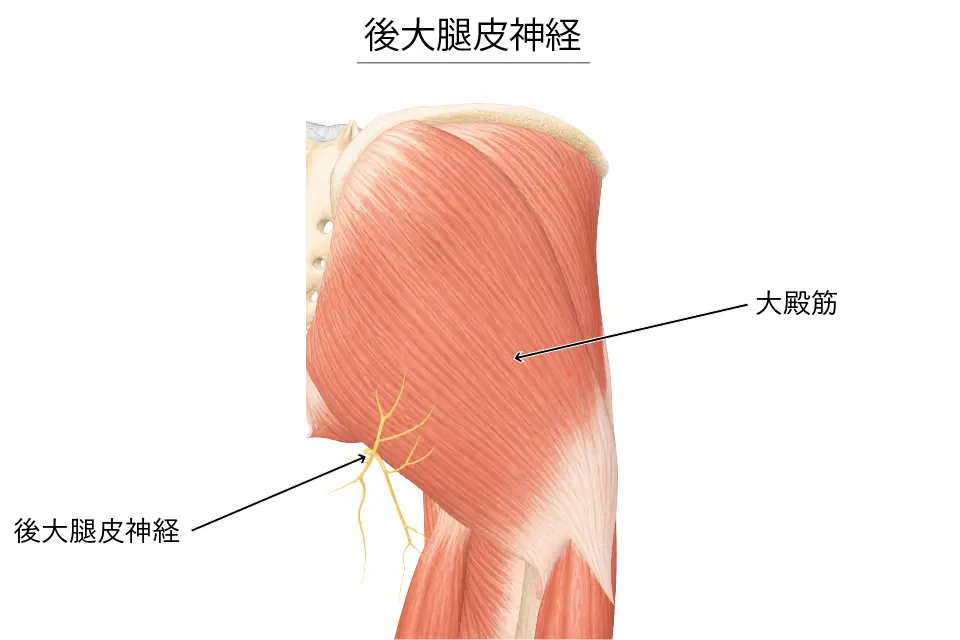 後大腿皮神経