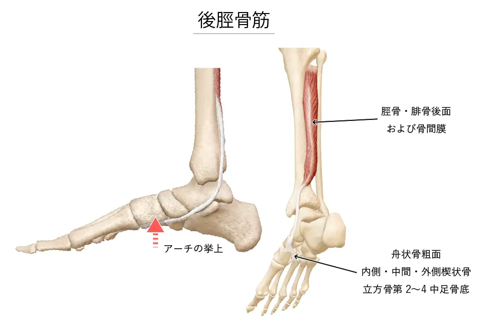 後脛骨筋