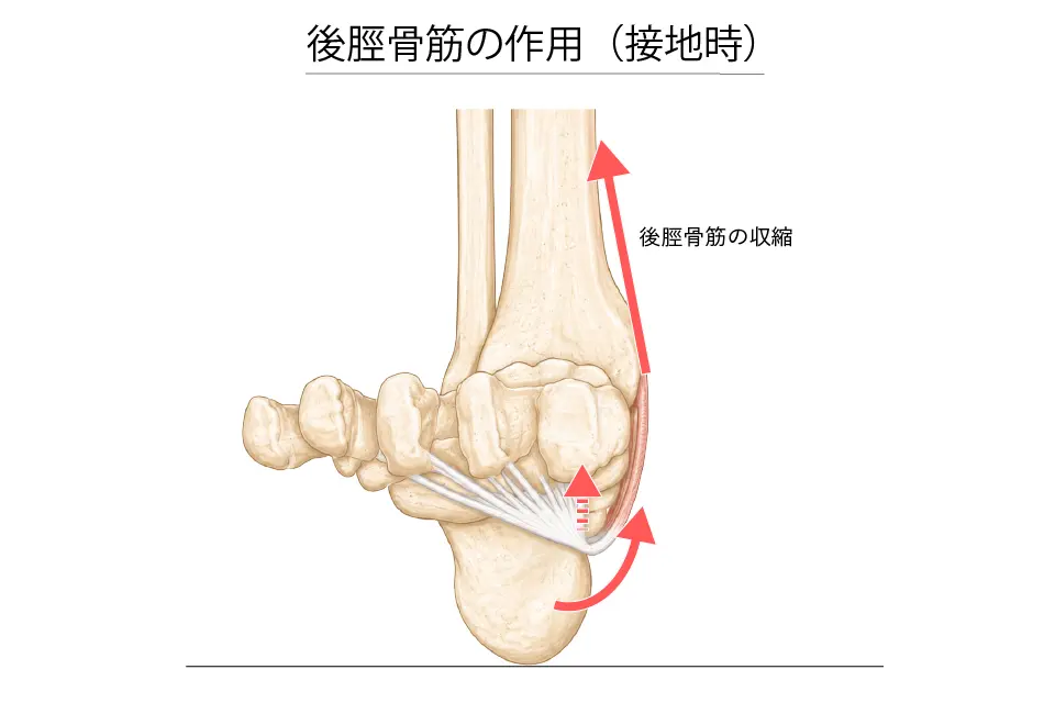 後脛骨筋の作用（接地時）