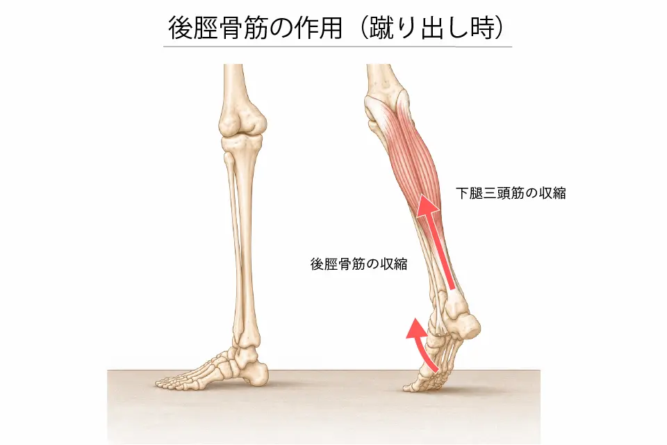 後脛骨筋の作用（蹴り出し時）