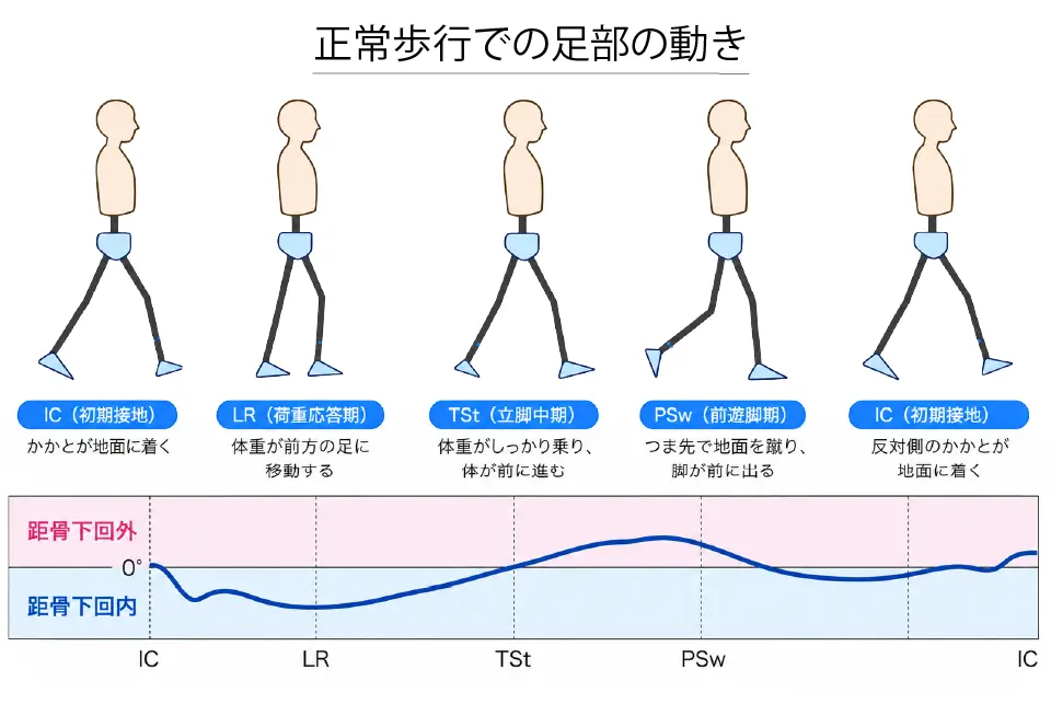 正常歩行での足部の動き