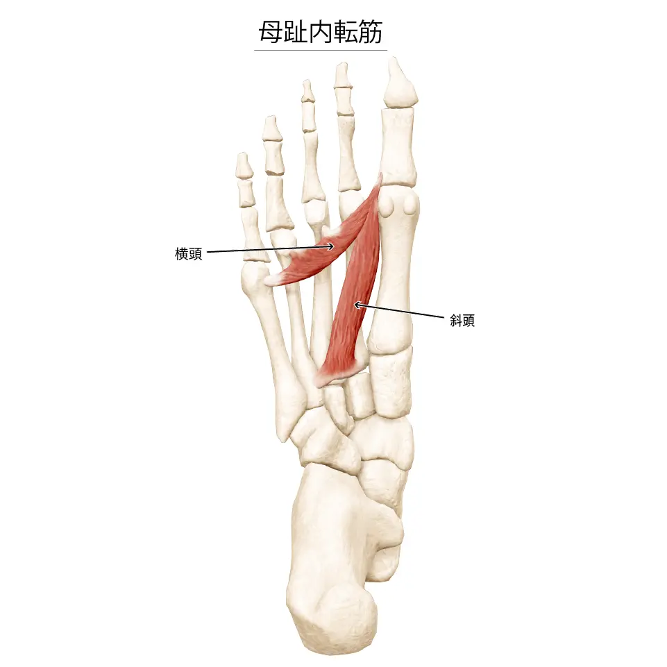 母趾内転筋