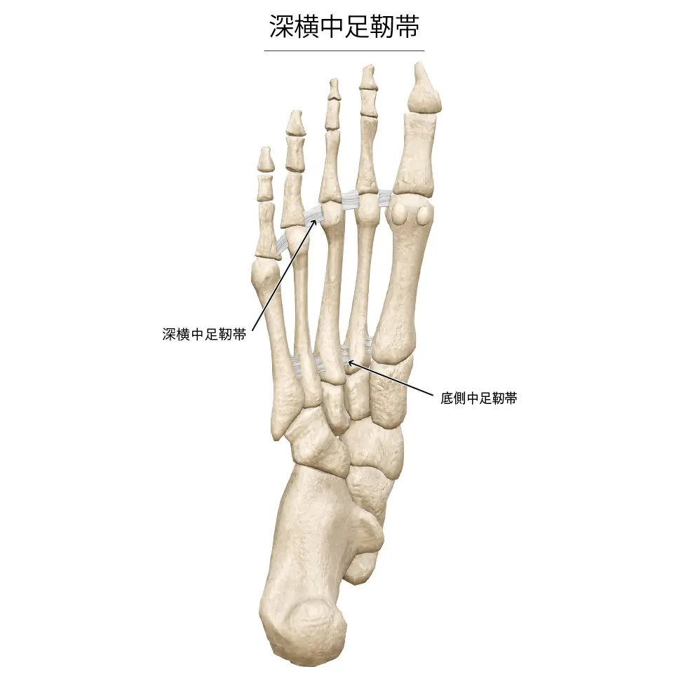 深横中足靭帯