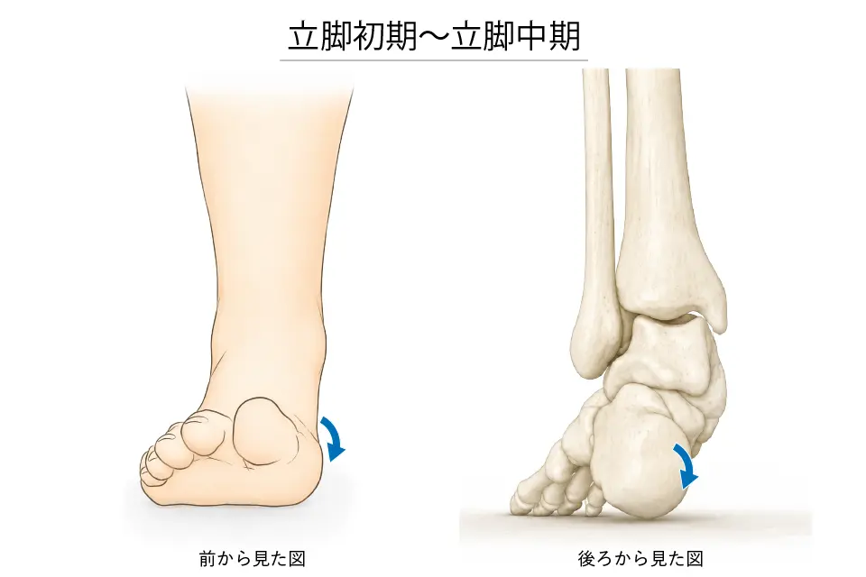 立脚初期〜立脚中期