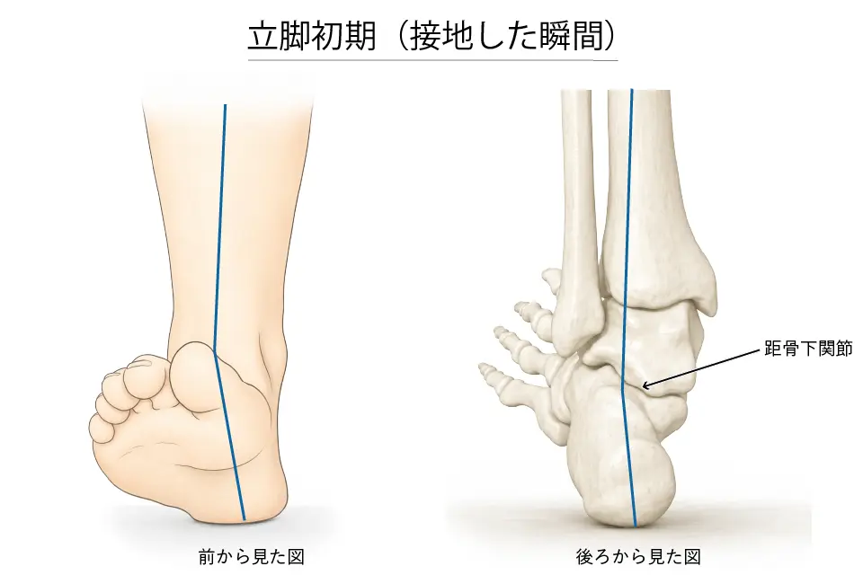 立脚初期（接地した瞬間）