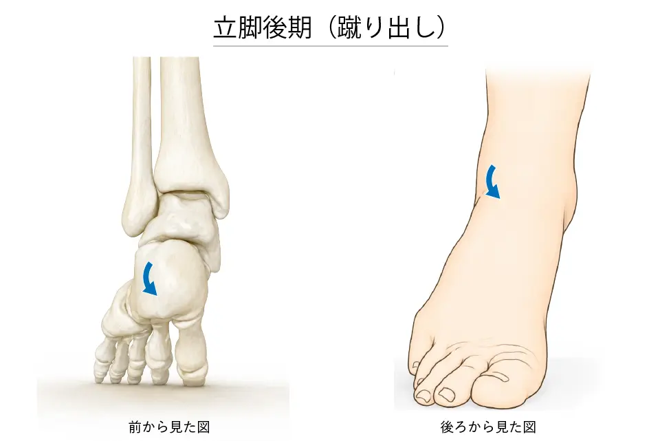 立脚後期（蹴り出し）