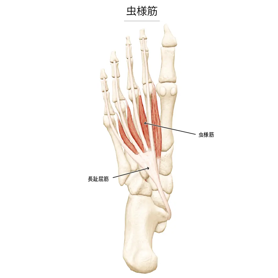 虫様筋