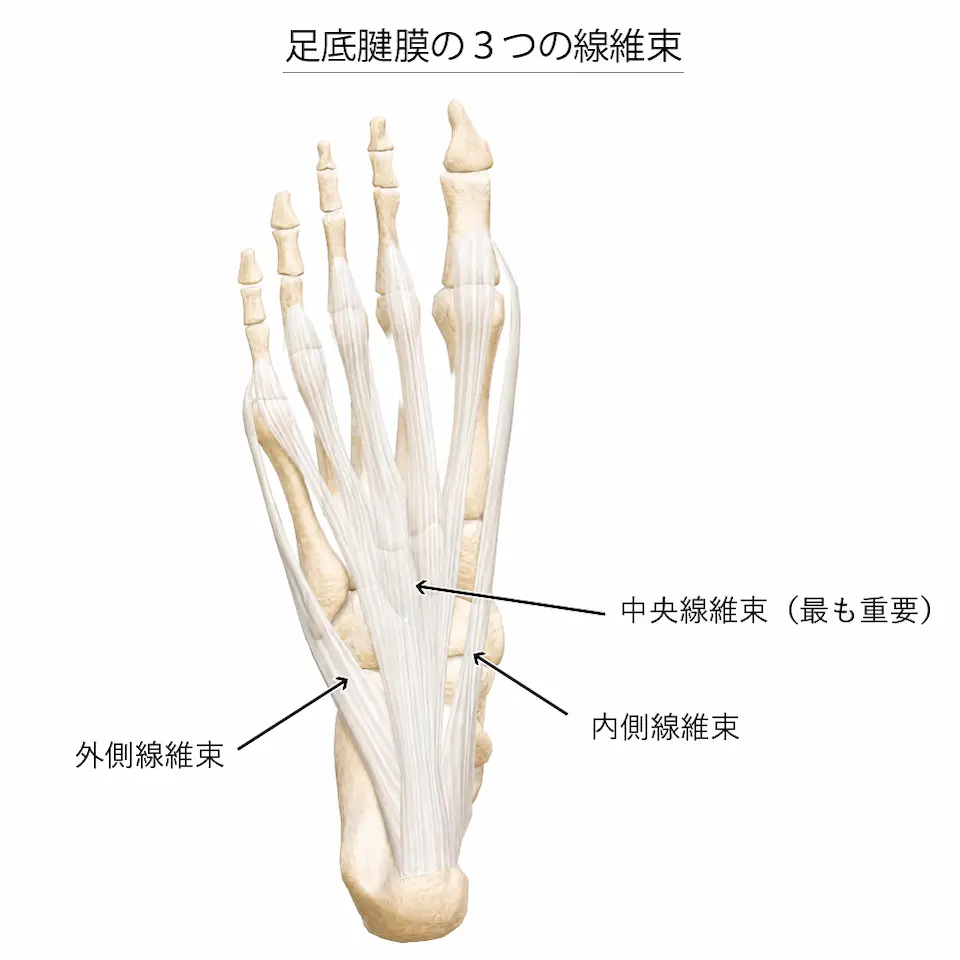足底腱膜の３つの線維