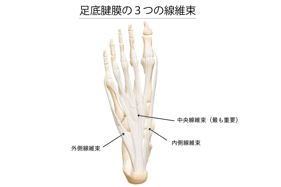 足底腱膜の３つの線維束