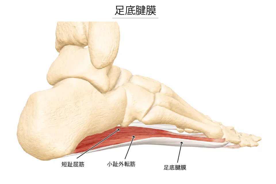 足底腱膜１