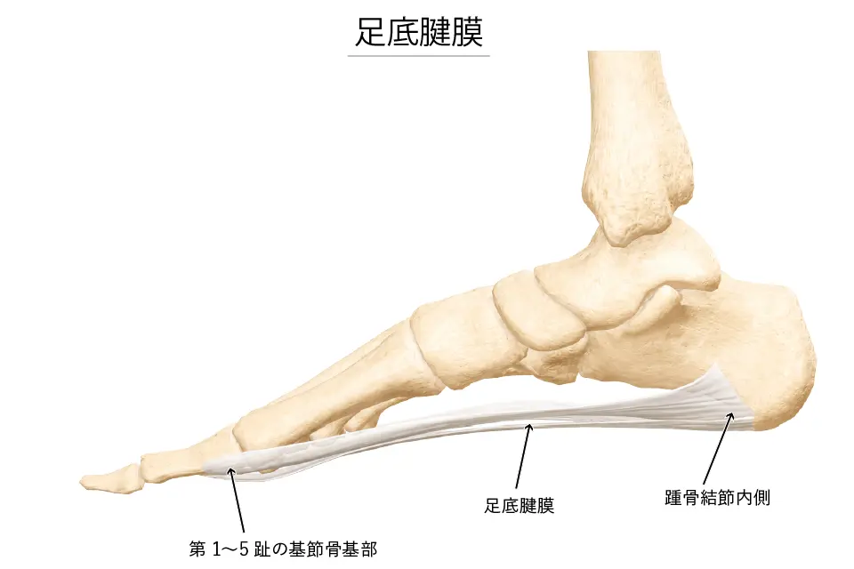 足底腱膜２