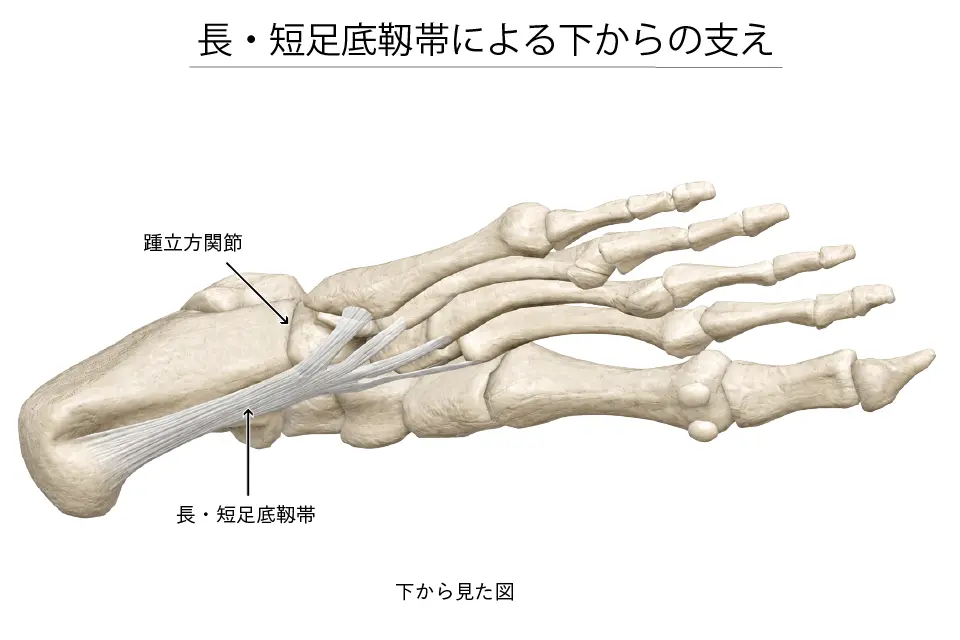 長・短足底靱帯による支え