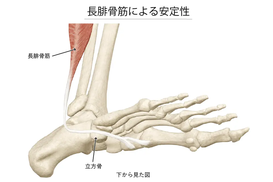 長腓骨筋による安定性