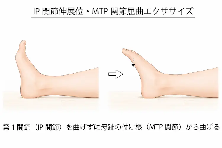 IP関節伸展位・MTP関節屈曲エクササイズ