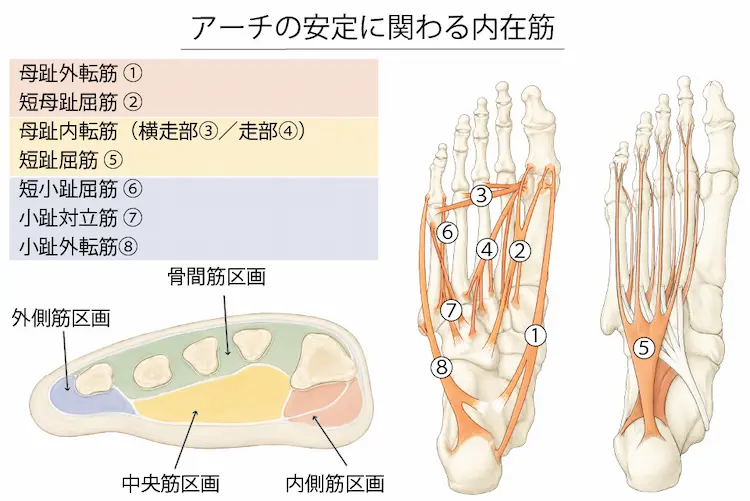 アーチの安定に関わる内在筋