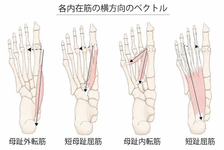各内在筋の横方向へのベクトル