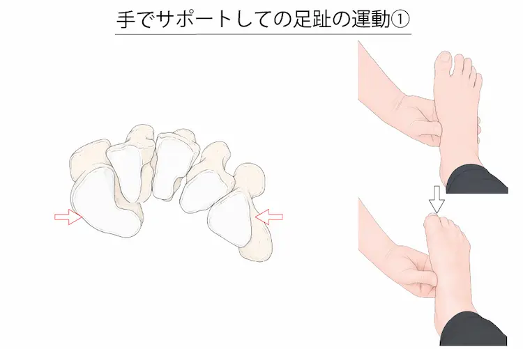 手でサポートしての足趾の運動①