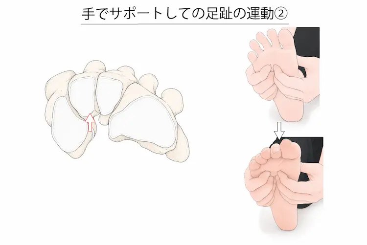 手でサポートしての足趾の運動②