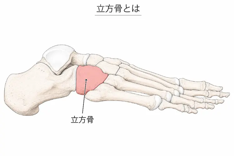 立方骨とは