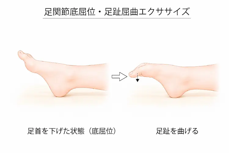 足関節底屈位・足趾屈曲エクササイズ