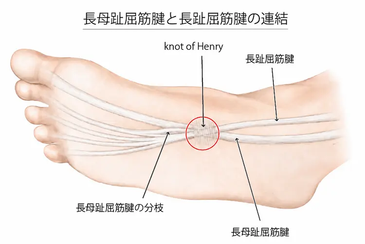 長母趾屈筋腱と長趾屈筋腱の連結