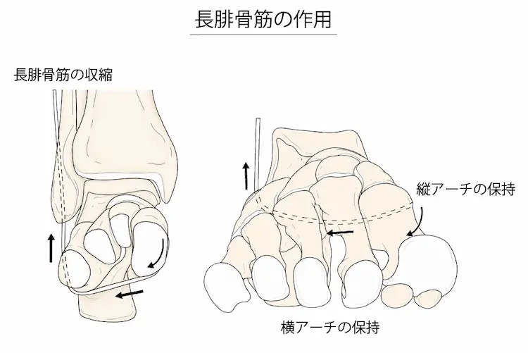 長腓骨筋の作用