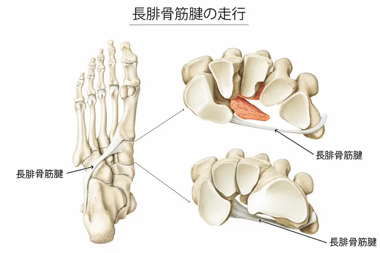 長腓骨筋腱の走行