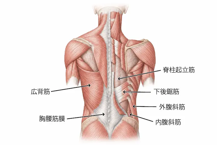 筋・筋膜性腰痛の解剖