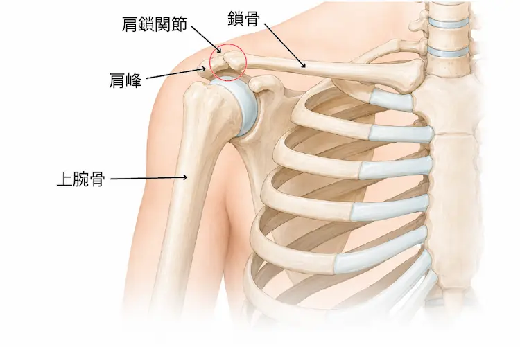肩鎖関節とは